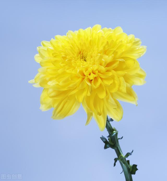 菊花黄巢的古诗，菊花黄巢的古诗带拼音