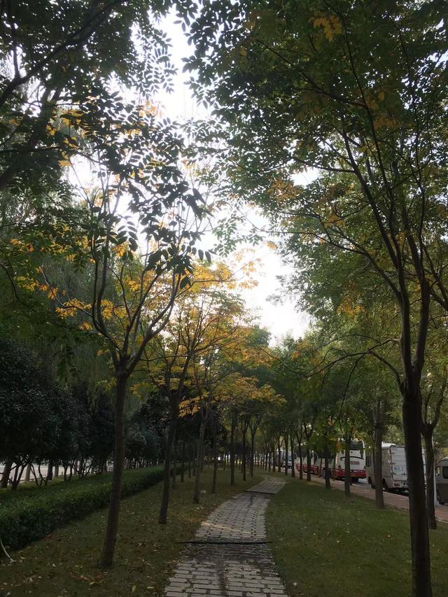美丽的秋天600字作文，描写秋天景色的作文100字