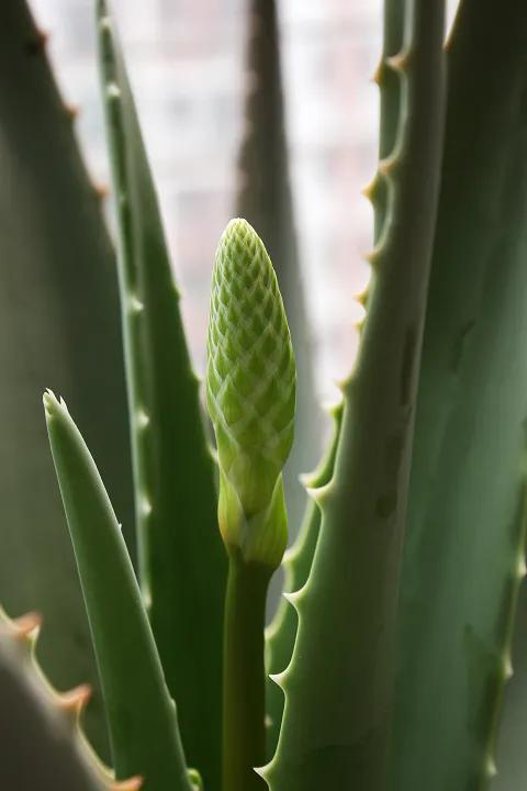 那年花开阅读答案解析，那年花开阅读理解答案