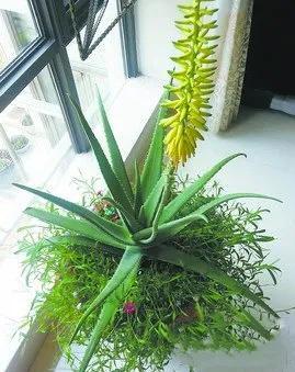 那年花开阅读答案解析，那年花开阅读理解答案
