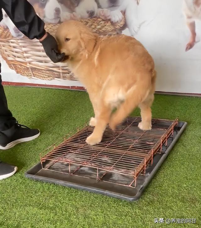 怎样训狗大小便视频教程，怎样训狗大小便视频教程全集