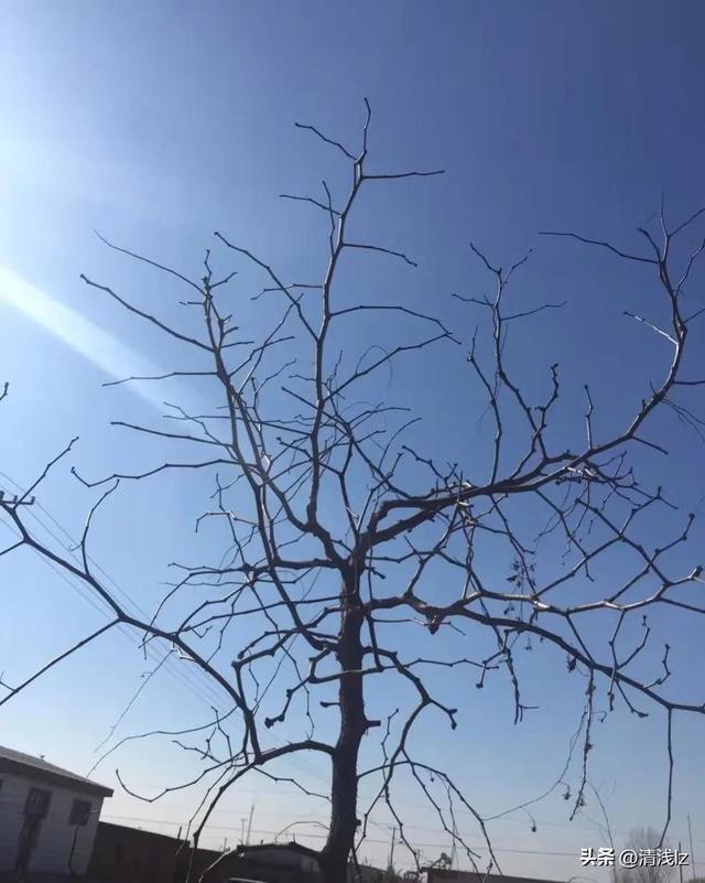 一棵树五个杈,不长叶子不开花，一棵树五只杈不长叶子不开花要吃要穿全靠它谜底