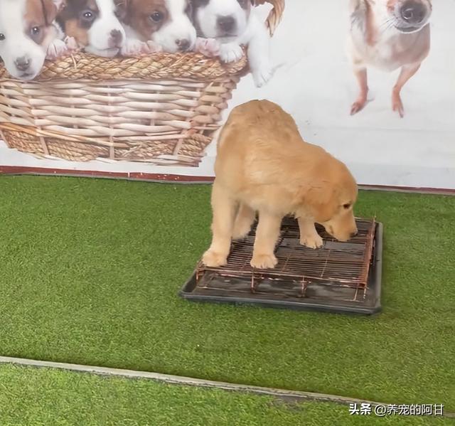 怎样训狗大小便视频教程，怎样训狗大小便视频教程全集