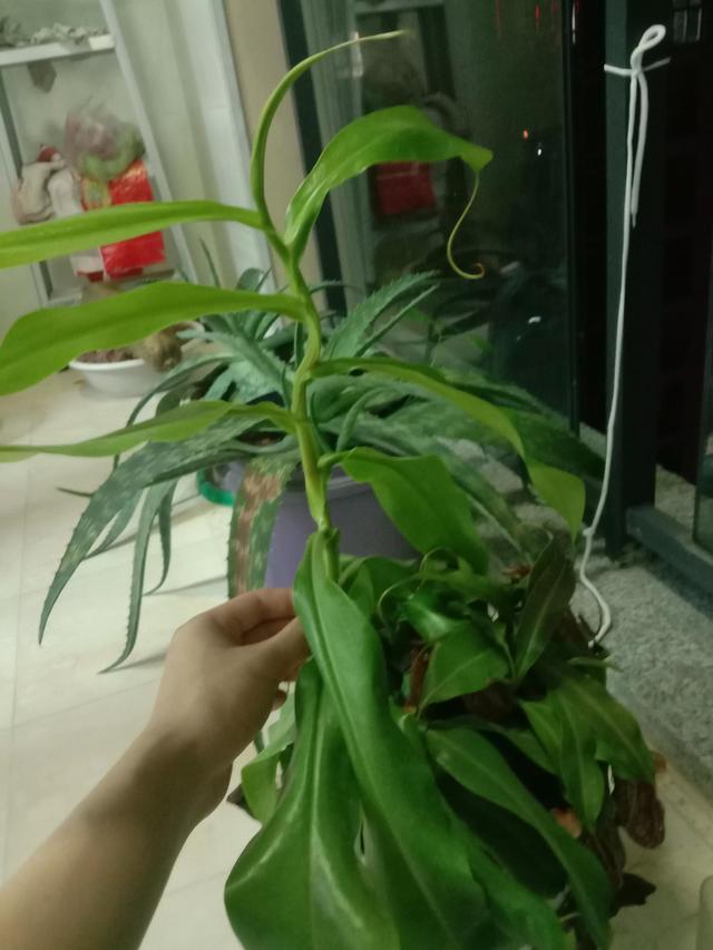 猪笼草的作文300字3年级，猪笼草的作文300字3年级还可以放大的那一种