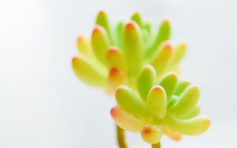 艺术节作文600字优秀作文，校园艺术节作文600字