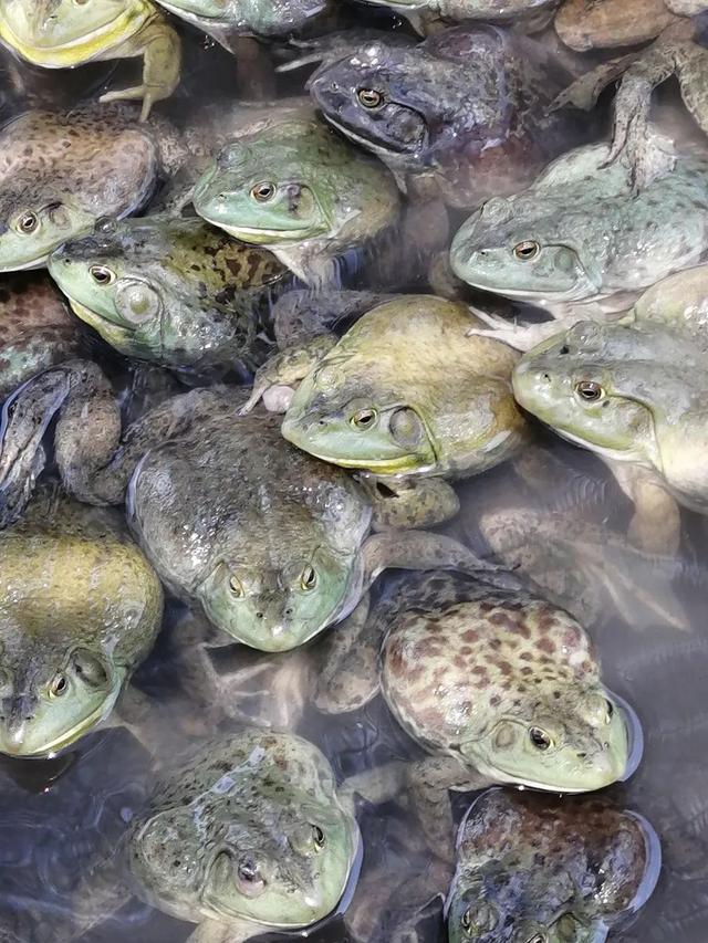 养殖牛蛙有寄生虫吗，人工养殖牛蛙有寄生虫吗