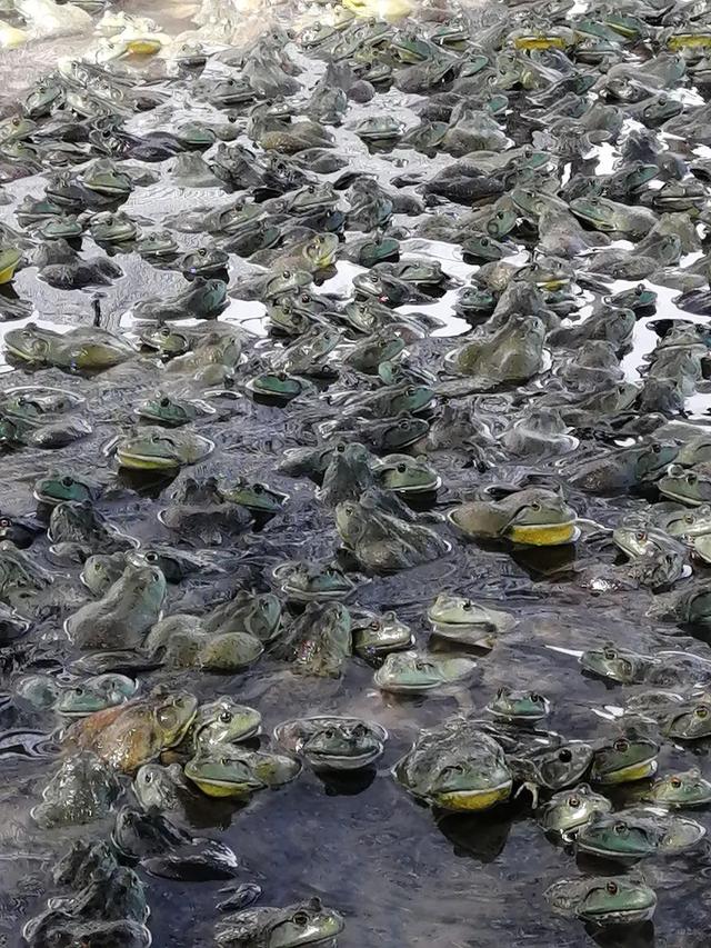 养殖牛蛙有寄生虫吗，人工养殖牛蛙有寄生虫吗