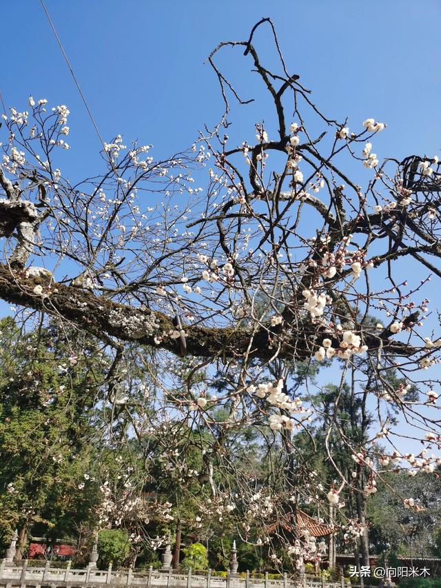 八百标兵奔北坡绕口令，行行行行行行行绕口令完整版