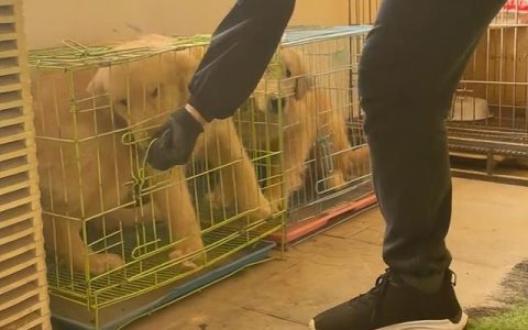 怎样训狗大小便视频教程，怎样训狗大小便视频教程全集