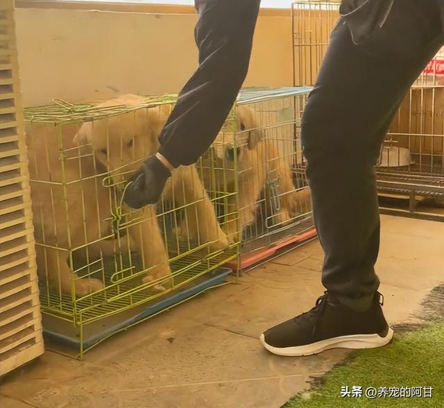 怎样训狗大小便视频教程，怎样训狗大小便视频教程全集