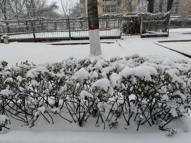 雪景作文300字，雪景作文300字左右三年级