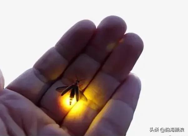 萤火虫作文300字左右，萤火虫作文300字左右三年级