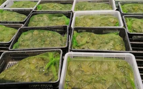 养殖牛蛙有寄生虫吗，人工养殖牛蛙有寄生虫吗