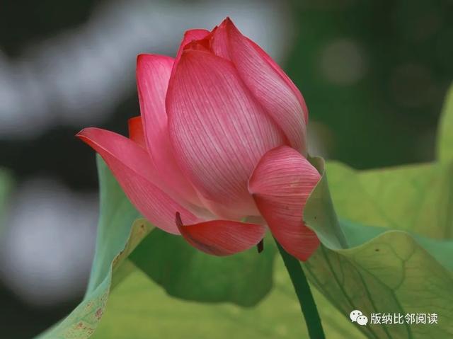 优秀散文名篇，朱自清优秀散文名篇