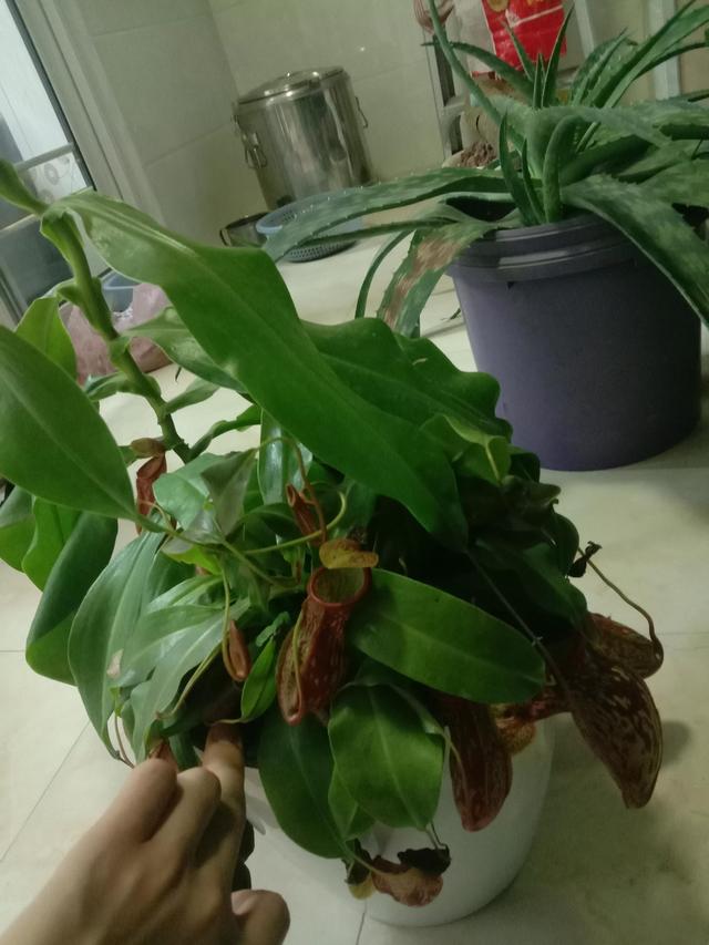 猪笼草的作文300字3年级，猪笼草的作文300字3年级还可以放大的那一种