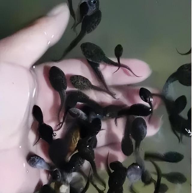 养殖牛蛙有寄生虫吗，人工养殖牛蛙有寄生虫吗