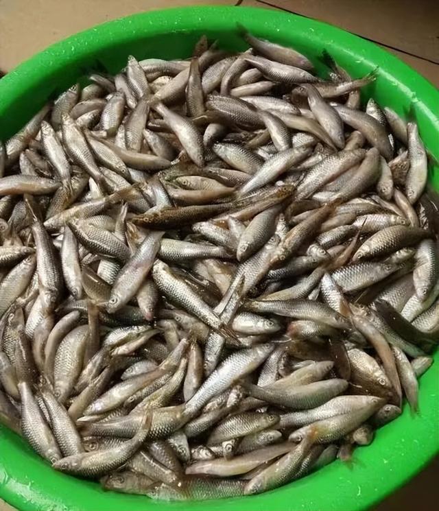 抓小鱼的游戏，抓鱼游戏