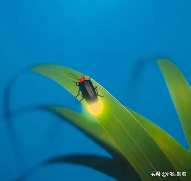 萤火虫作文300字左右，萤火虫作文300字左右三年级