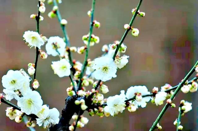 又是一年春来到下一句怎么接，春去春来又一年下一句