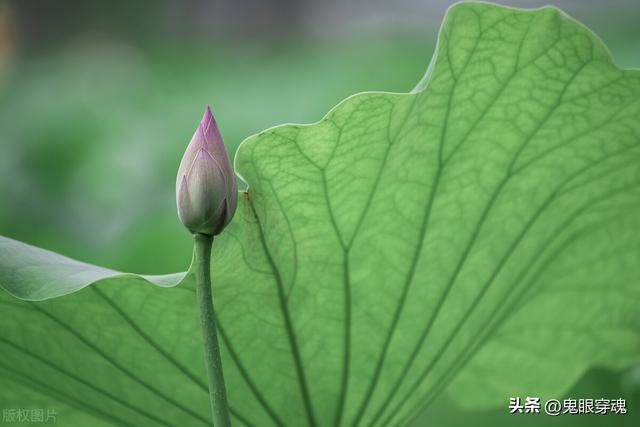 燕子作文300字，燕子作文300字左右三年级下册