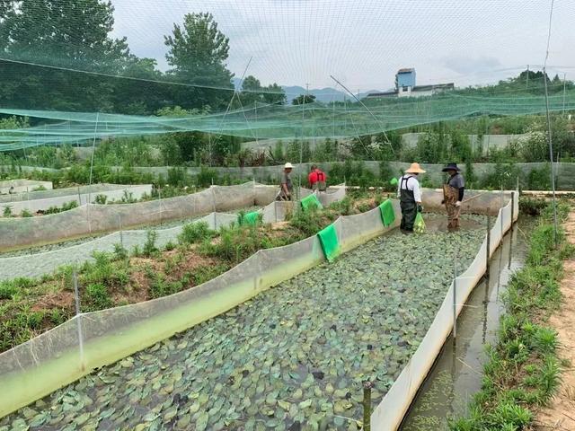 养殖牛蛙有寄生虫吗，人工养殖牛蛙有寄生虫吗