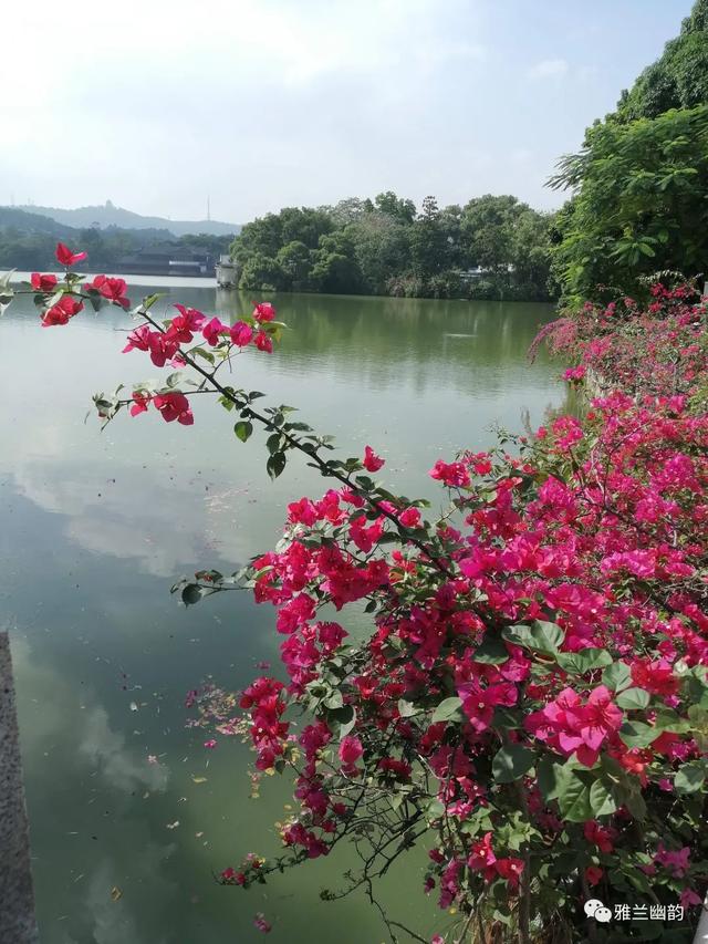 曾经的我们也被别人羡慕是什么歌曲，抖音很火的一首歌我曾经爱过你