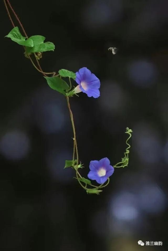 曾经的我们也被别人羡慕是什么歌曲，抖音很火的一首歌我曾经爱过你