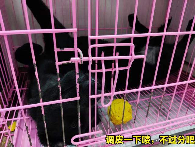 抖音狗狗文案最火，家有萌宠的文案怎么写好