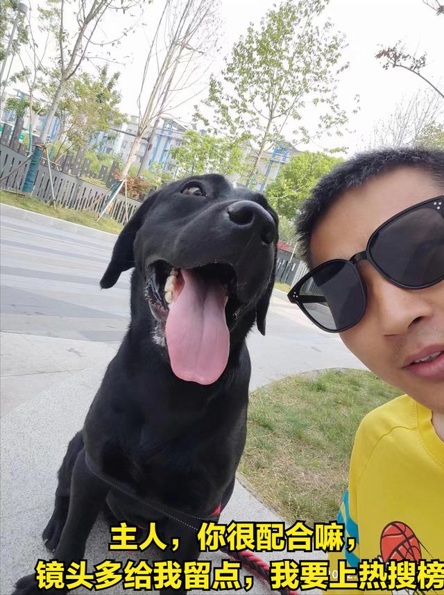 抖音狗狗文案最火，家有萌宠的文案怎么写好