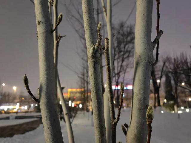 雪景作文300字，雪景作文300字左右三年级