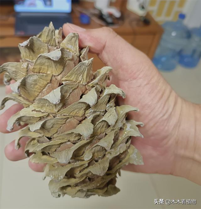 状物作文600字优秀梅花，状物作文600字优秀初中