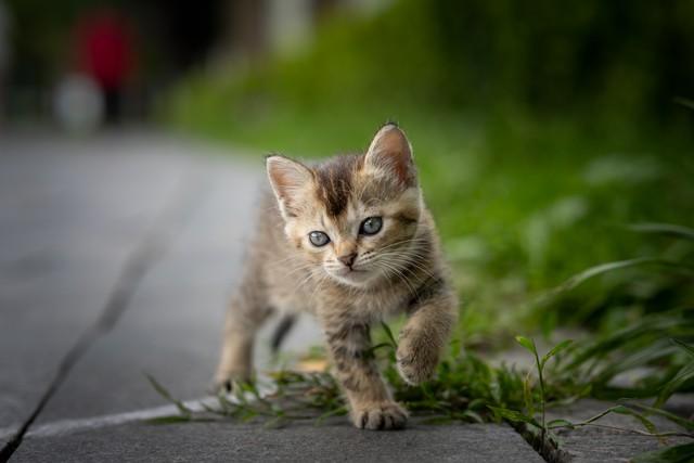 雨中的猫象征意义，海明威雨中的猫象征意义