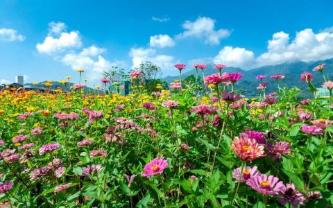 远方作文600字初三蒙太奇手法，远方作文600字初三上册