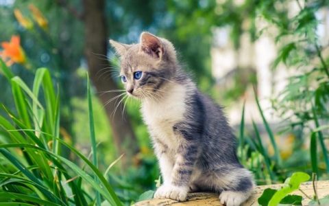 雨中的猫象征意义，海明威雨中的猫象征意义