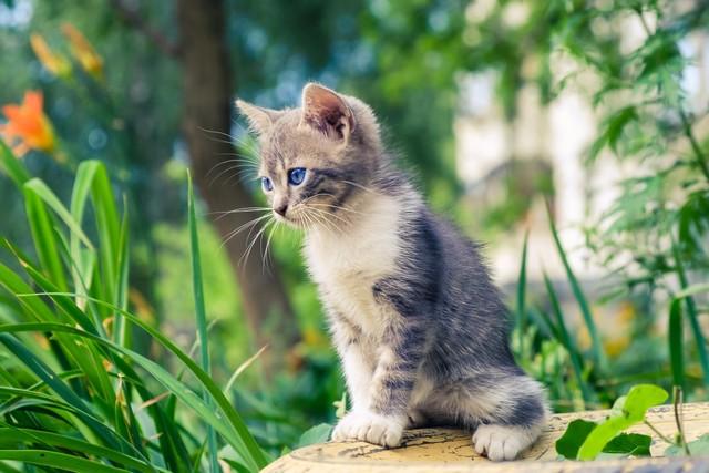 雨中的猫象征意义，海明威雨中的猫象征意义