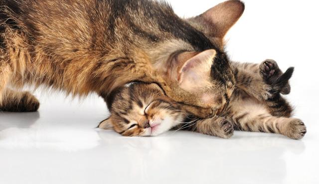 雨中的猫象征意义，海明威雨中的猫象征意义