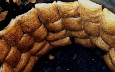 悠然的近义词，悠然的近义词是什么词