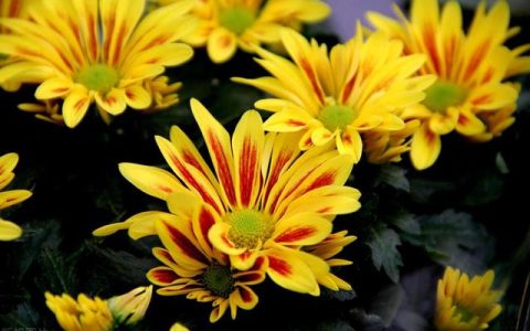 菊花的作文，菊花的写作？
