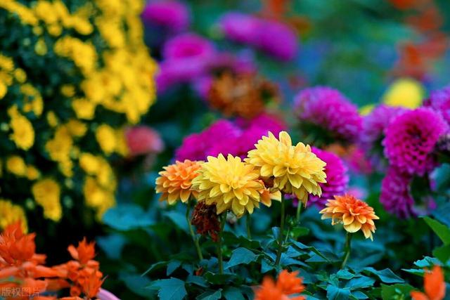 菊花的作文，菊花的写作？